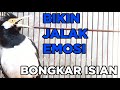 🔴 JALAK SUREN GACOR ISIAN MEWAH untuk MASTERAN dan PANCINGAN BURUNG JALAK