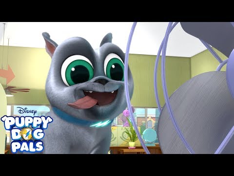 Coolin' Out | Music Video | Puppy Dog Pals | Disney Junior
