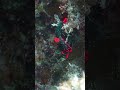 Check Dive 3A at Iraq of Liloan on April 9 2026
