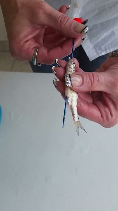 Hook Line & Threader live minnow demo