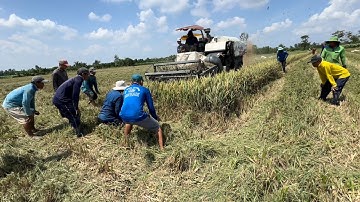 Bắt Chuột Theo Máy Cắt Lúa - Thất Mùa Mà Gặp Cảnh Này Tội Cho Nhà Nông - TT2196