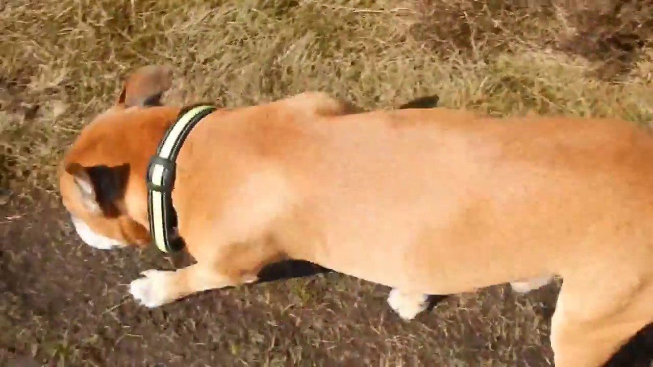 Old Kilpatrick Hills Duncolm and the Slacks