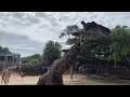 June 17 - Masai Giraffes