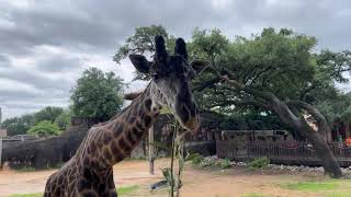June 17 - Masai Giraffes