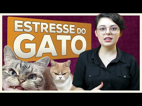 Vídeo: Os gatos ficam nervosos?