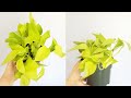 Pothos Neon Part 01 | Plant Vlog 095