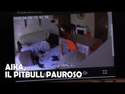 Video: La Verità Sui Pitbull: Parte 1