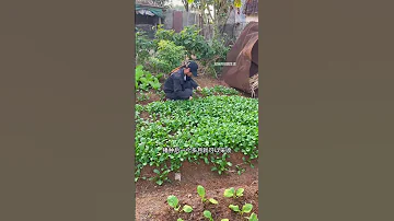 In July It S Time To Plant Sweet And Crispy Sijiu Chinese Kale Chinese Kale Four Nine Chin 