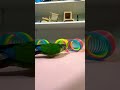 Bird Training:smart lovebird parrot l smart little cute parrot #training#smartparrot#cute