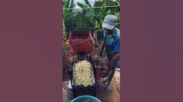 Alat praktis untuk memisahkan biji kopi dengan sangat mudah #shorts