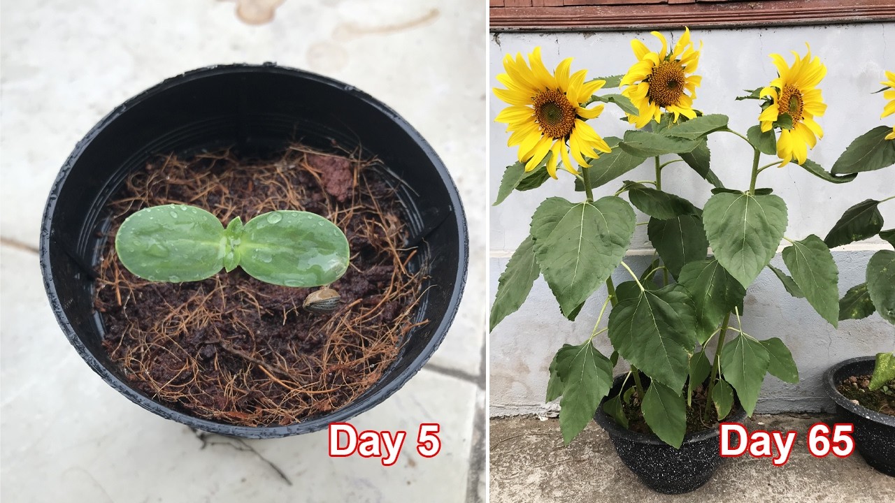 3 steps to growing a potted sunflower at home