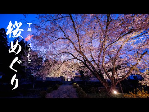 下呂 はぎわら桜めぐり〈岐阜県下呂市萩原町〉永養寺のしだれ桜、南ひだ健康道場のしだれ桜、岩太郎のしだれ桜、宮谷の桜【4K】