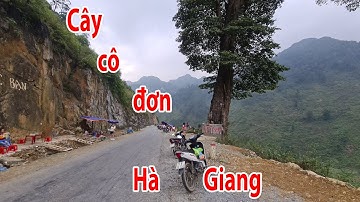 Điểm Check in cây cô đơn Hà Giang  QL 4C