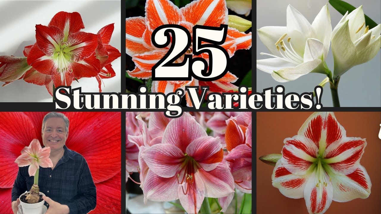 Amaryllis Passion: See My 25 Stunning Varieties in Full Bloom! One is a Mystery Variety!