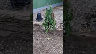 ¿Conocen el arbol de la morera?