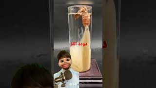 انتاج الحرير من دودة القز 😯😯😯