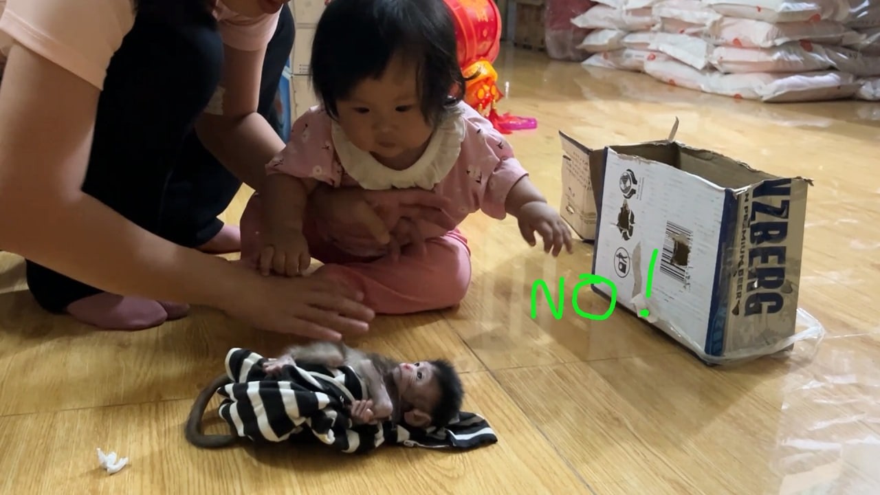 Mom Stop Her Baby Girl From Touching Newborn Baby Monkey Not Gentle