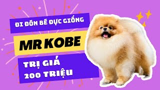 Đón bé KOBE cún phốc sóc 200 củ | Bánh Bò Pomeranian Vlog #18