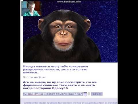 Шим бот обезьяна чат бот кряк к epochta mailer