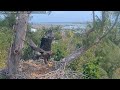 Cal fledged  captiva florida eagle side cam   rest in peace lusa  chat enabled