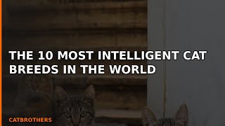 The 10 MOST INTELLIGENT Cat Breeds in the World 🐱