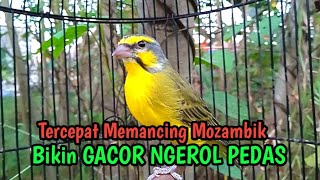 Suara Burung Mozambik Gacor TERBAIK untuk Pancingan dan Masteran bikin Mozambik gacor.