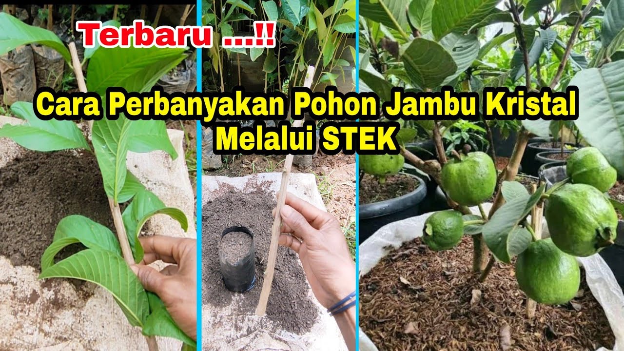 Teknik Terbaru..!! Stek Jambu Kristal Agar Cepat Berakar dan  Berakar Lebat