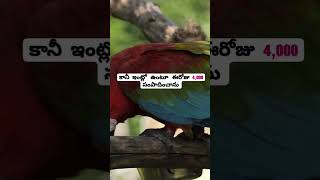 మీరు కూడా  సంపాదించొచ్చు viral viralreels workfromhome teluguearning bizgurukul shorts