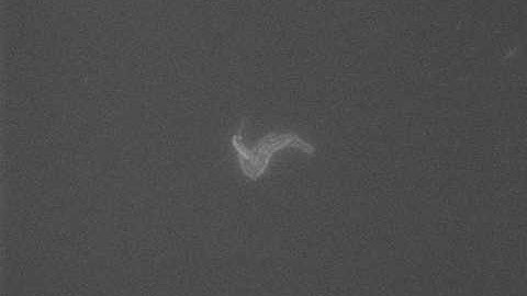 Tracking DNA mutations in E. coli