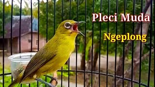 Pleci BANYUWANGI Muda Ngeplong Buka Paruh