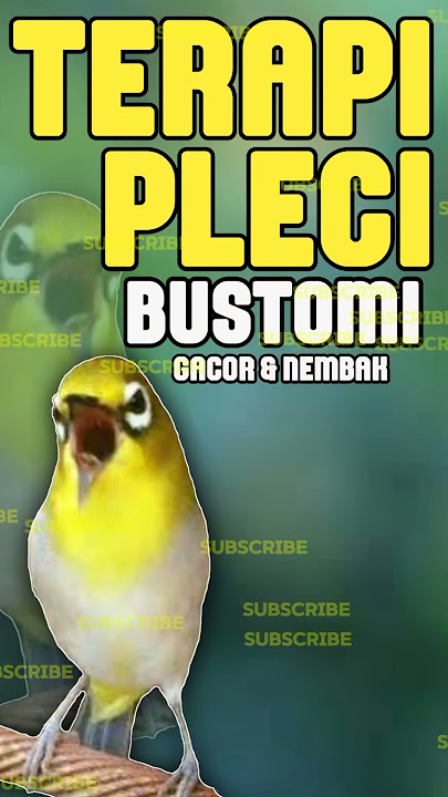 TERAPI PLECI BUSTOMI BIAR GACOR DAN NEMBAK NEMBAK #terapipleci #plecibustomi