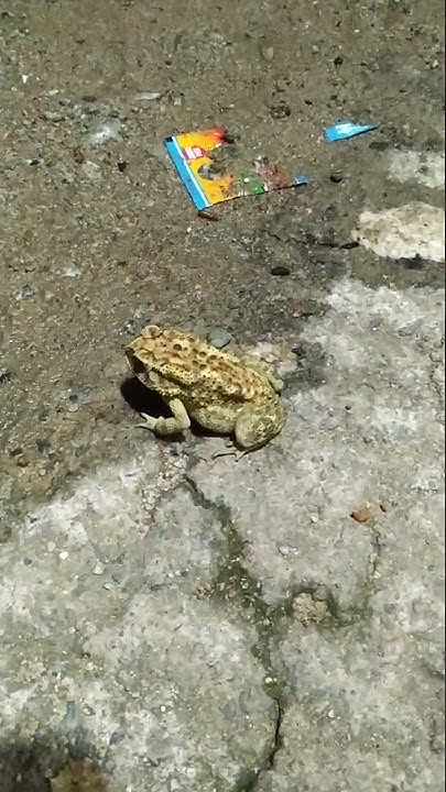Watch this frog. #shorts #frog - YouTube