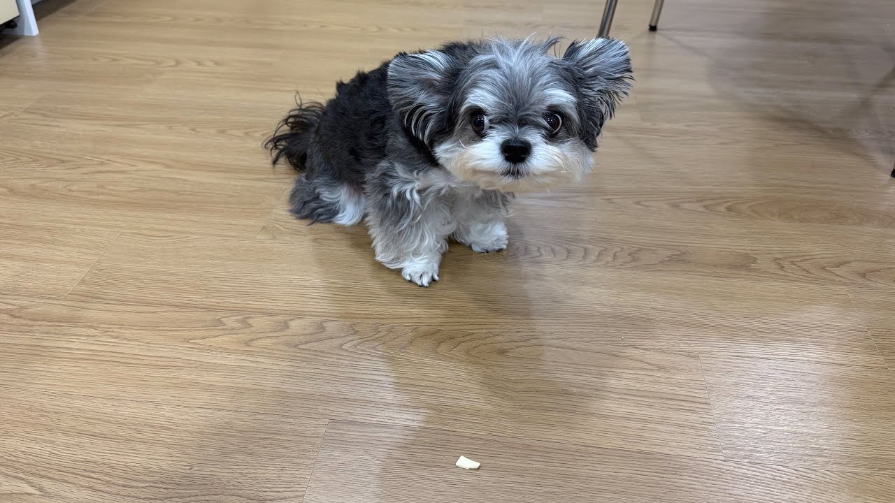 땅에 떨어진 음식 무조건 허락 맡고 먹는 강아지ㅋㅋㅋㅋ