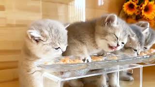 little kittens have breakfast by Life Around Us 1,922 views 1 year ago 13 seconds