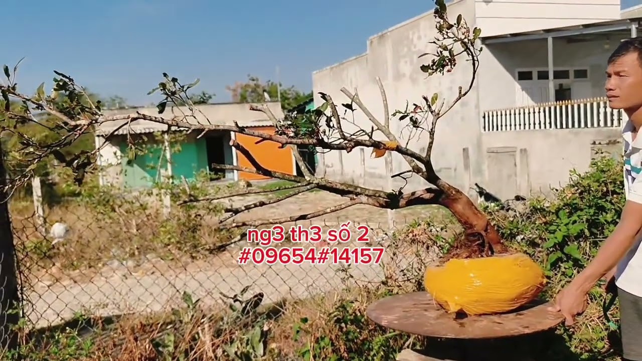 Mai rừng búp đỏ Bình Thuận gl ae 