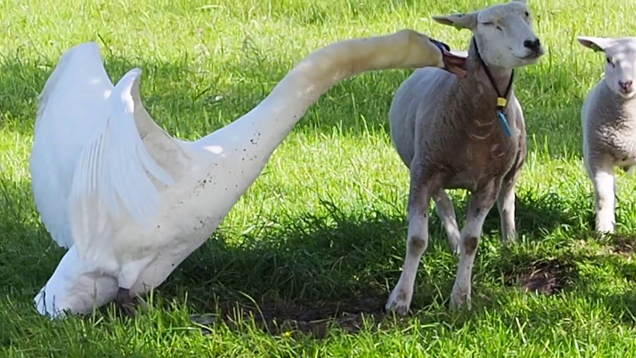 Vroege Vogels - Zwaan valt schaap aan