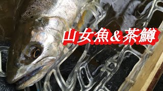 【渓流】スピンテールでヤマメ&ブラウン‼ライオットブレード