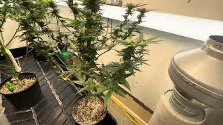 Thai lemon mint @ grasshopper genetics small white pot Thai strawberries ￼