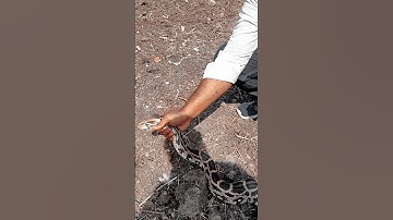 Indian Rock Python Rescued & Released Forest Area