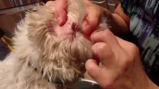 This video shows how to properly clean dogs ears, as well pluck out
the hair. if there is too much hair in your they can be more prone ear
i...