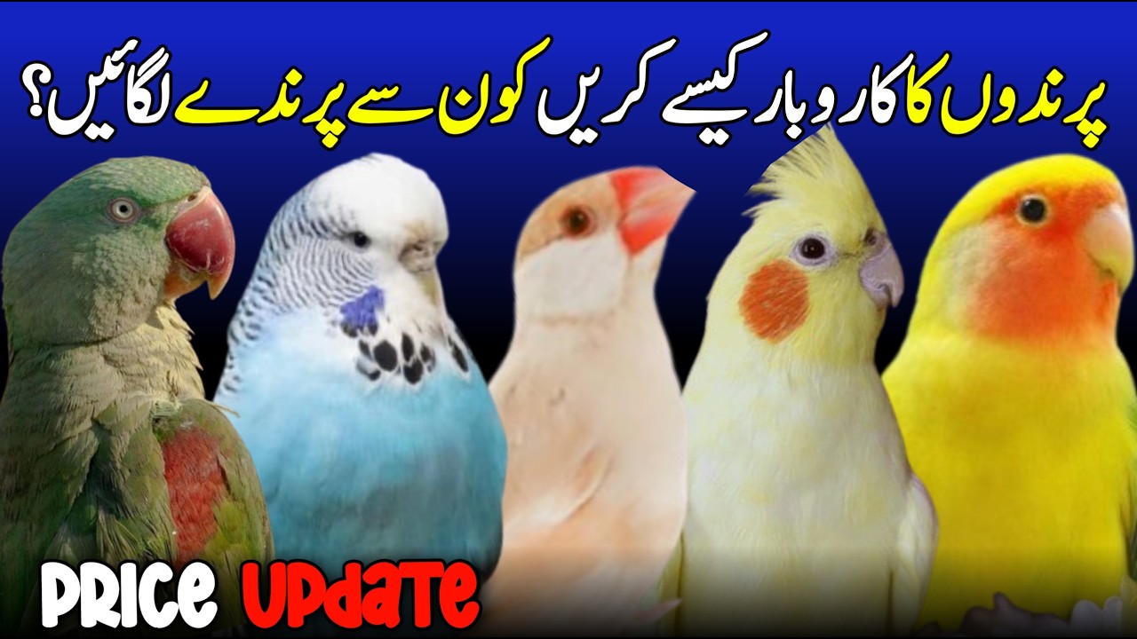 birds price in pakistan 2026 | birds market update 2026 | love birds price 2026 | finches price 2026
