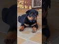Rottweile Puppy Transformation 1 months to 2 years ❤️ #doglover542 #viral #ytshorts #shortsfeed