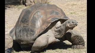 Слоновая, или Галапагосская черепаха