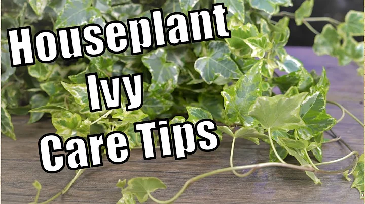 Houseplant Ivy Care