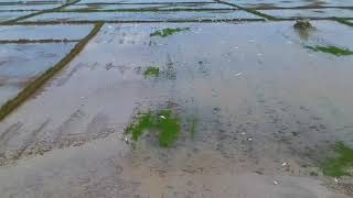 Fairuz Misran,semerah padi.. traktor bajak sawah