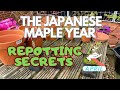 How you can grow japanese maples in pots simple success