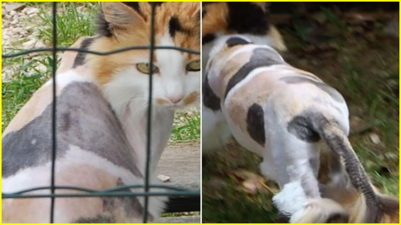 Cette Chatte A été Rasée En Urgence Sa Métamorphose La Transforme