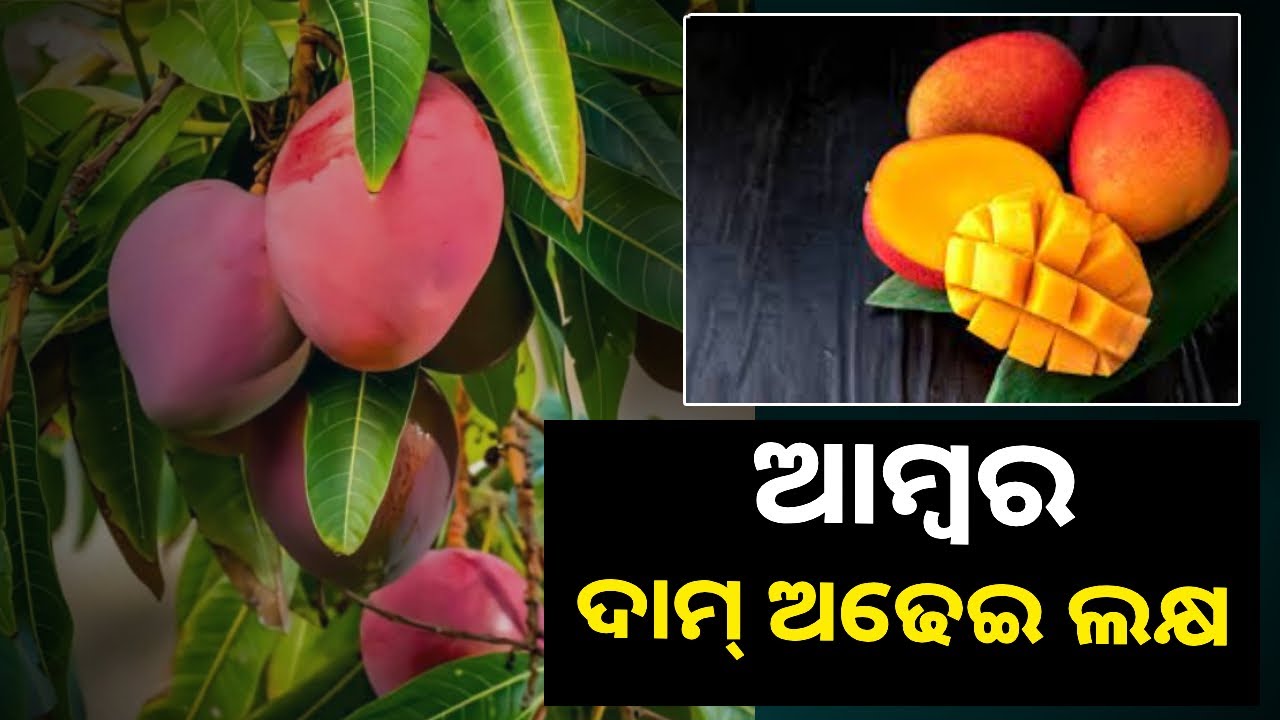 ସାଧାରଣ ମଣିଷର କଳ୍ପନା ବାହାରେ ରହିଛି ଏହି ଆମ୍ବର ଦାମ, କୁହାଯାଉଛି ଦୁନିଆର ସବୁଠାରୁ ଦାମୀ ଆମ୍ବ