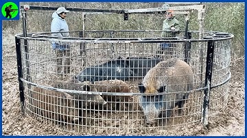 How Do American Hunters Hunt Millions Of Wild Boars? | Farming Documentary
