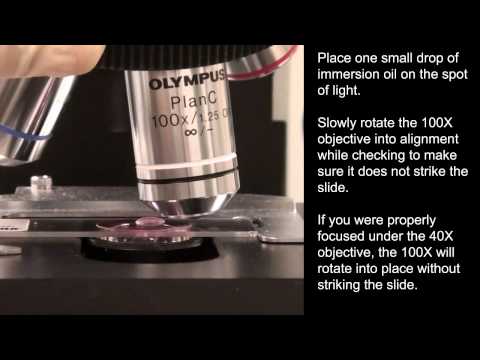 Oil Immersion with the Olympus CX31 microscope